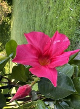 Blomst